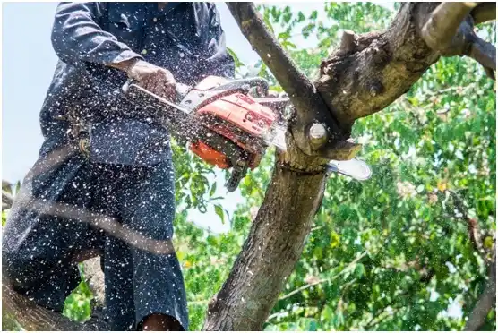 tree services Riverdale